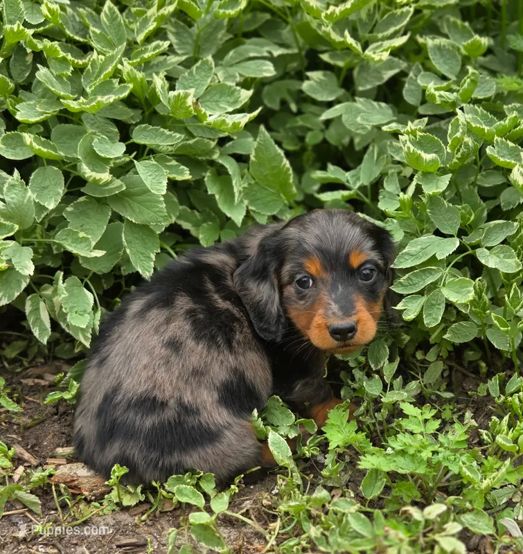 Lenny – Dachshund puppy for sale in Crystal, MI