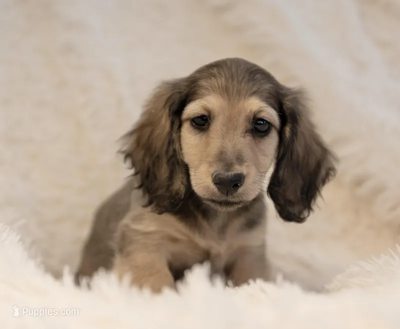 Grandma Tildy – Dachshund puppy for sale in Crystal, MI