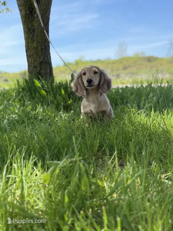 Tugboat – Dachshund puppy for sale in Crystal, MI