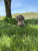 Tugboat, a male Dachshund for sale in Crystal, MI – 1 of 1