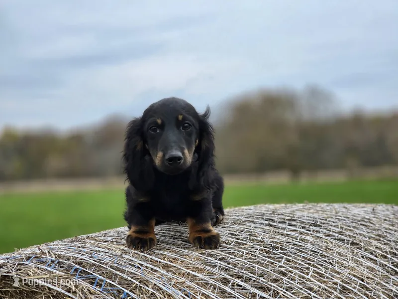 Gwenn's Boy – Dachshund puppy for sale in Crystal, MI