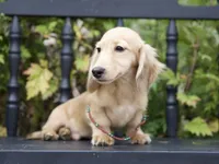 Indy's boy, a male Dachshund for sale in Crystal, MI – 1 of 1