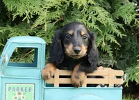 Gumbo, a male Miniature Dachshund for sale in Crystal, MI – 1 of 1