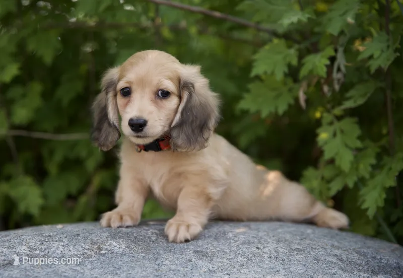 Ivanka – Dachshund puppy for sale in Crystal, MI