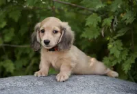 Ivanka, a male Dachshund for sale in Crystal, MI – 1 of 1