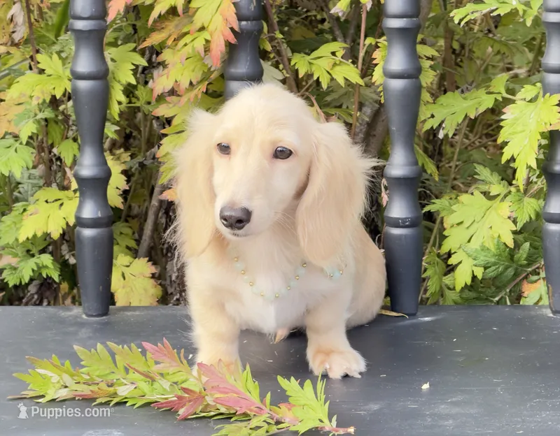 Barry – Miniature Dachshund puppy for sale in Crystal, MI