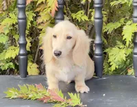 Barry, a male Miniature Dachshund for sale in Crystal, MI – 1 of 1
