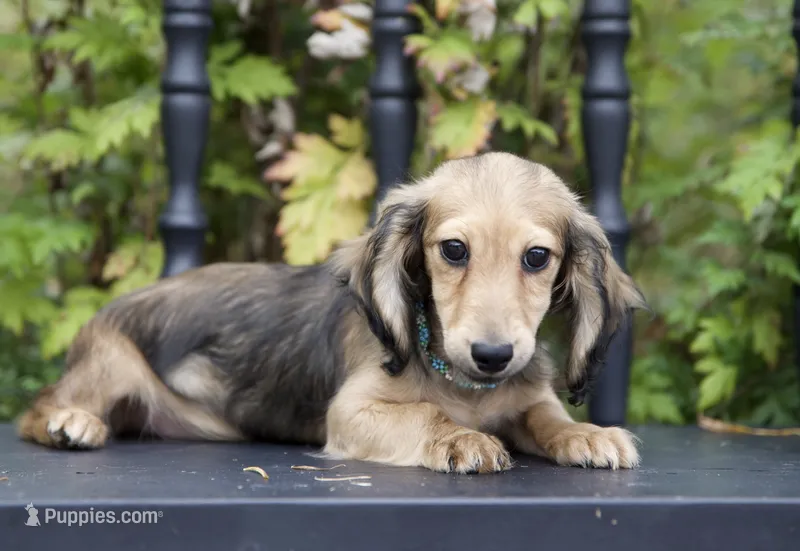 Demi's Daughter – Dachshund puppy for sale in Crystal, MI