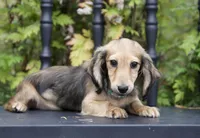 Demi's Daughter, a female Dachshund for sale in Crystal, MI – 1 of 1
