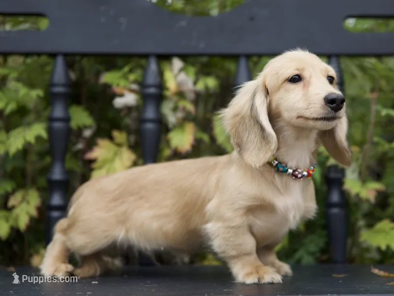 Ivanka – Miniature Dachshund puppy for sale in Crystal, MI