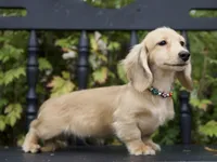 Ivanka, a male Miniature Dachshund for sale in Crystal, MI – 1 of 1
