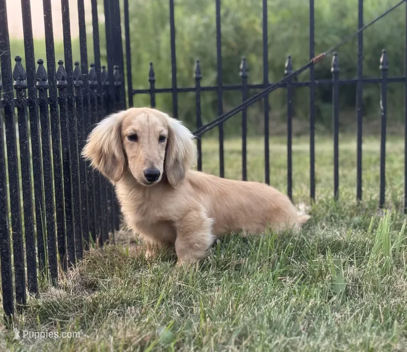 Tug – Miniature Dachshund puppy for sale in Crystal, MI