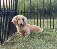 Tug, a male Miniature Dachshund for sale in Crystal, MI – 1 of 1