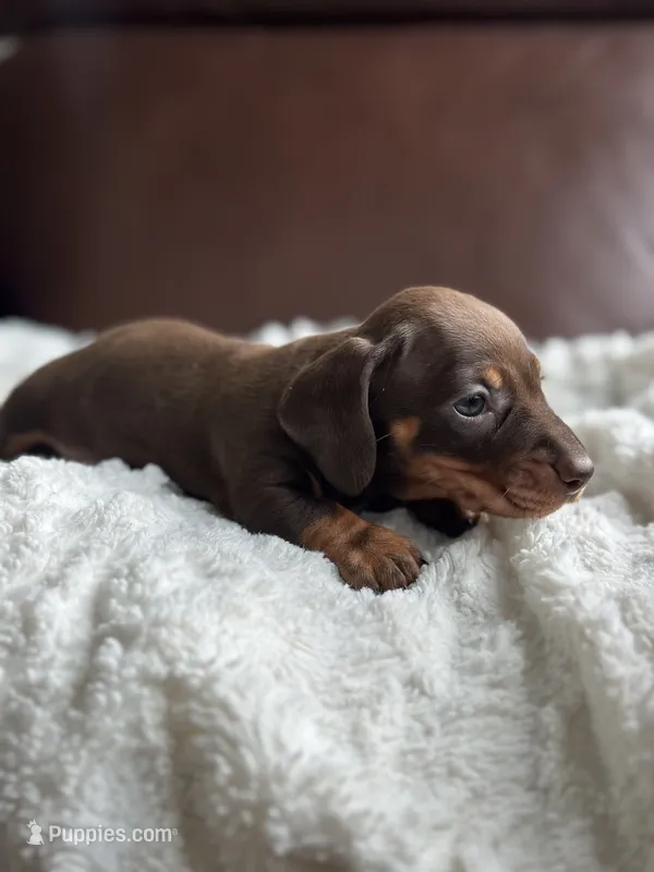 Chocolate Boy – Dachshund puppy for sale in Crystal, MI