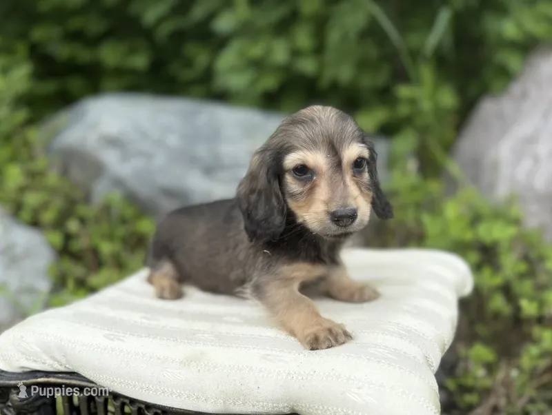 Fi Fi – Dachshund puppy for sale in Crystal, MI