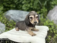 Fi Fi, a male Dachshund for sale in Crystal, MI – 1 of 1