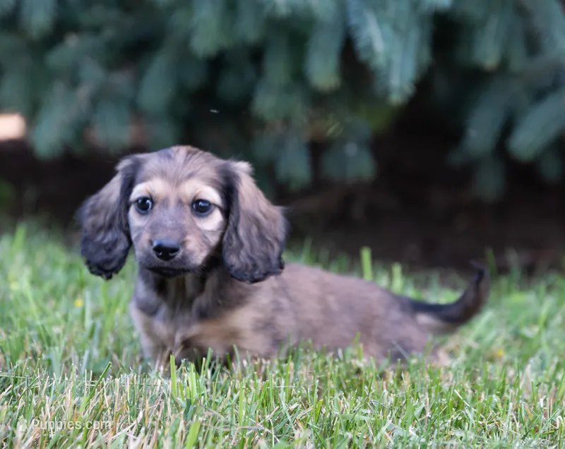 Winnie – Miniature Dachshund puppy for sale in Crystal, MI