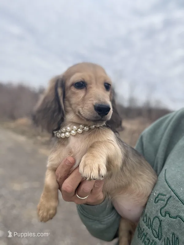 Madonna – Miniature Dachshund puppy for sale in Crystal, MI