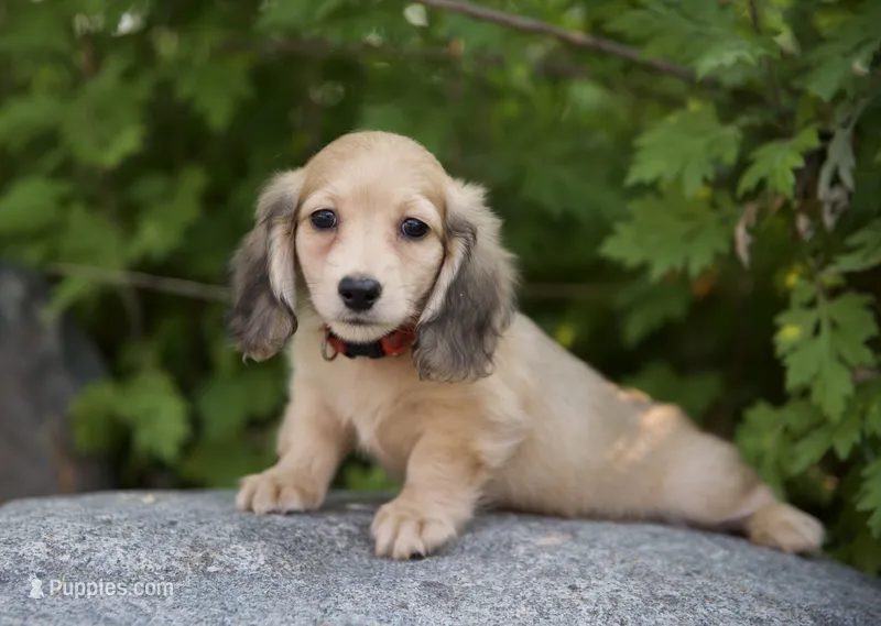 Ivan – Miniature Dachshund puppy for sale in Crystal, MI