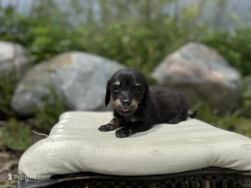 Fig – Dachshund puppy for sale in Crystal, MI