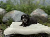 Fig, a female Dachshund for sale in Crystal, MI – 1 of 1
