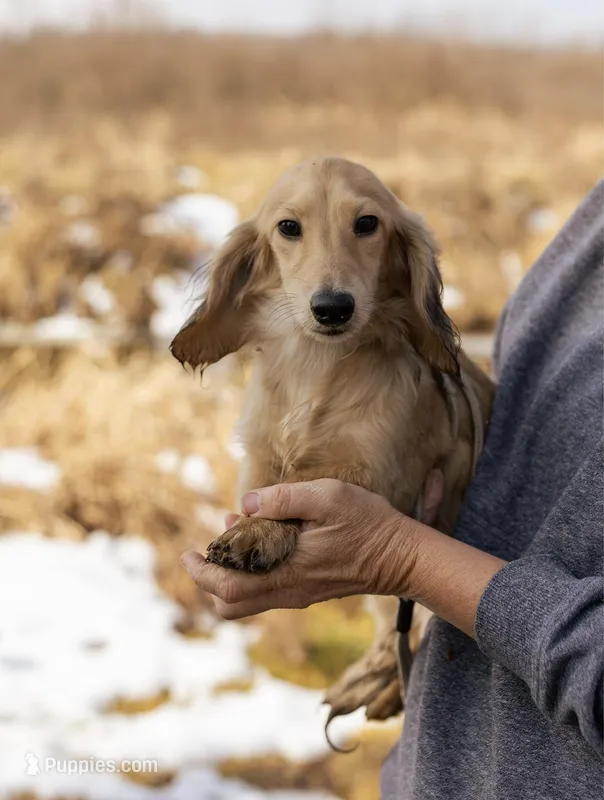 Buddy – Dachshund puppy for sale in Crystal, MI