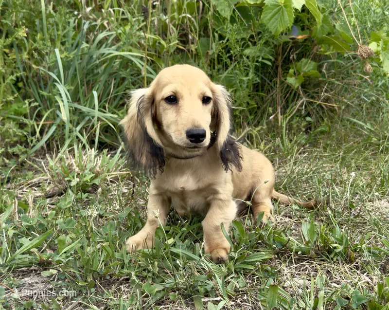 Rem – Dachshund puppy for sale in Crystal, MI