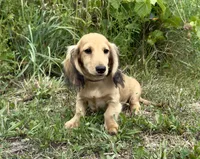 Rem, a male Dachshund for sale in Crystal, MI – 1 of 1