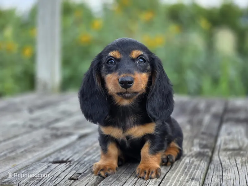 Eden's boy – Dachshund puppy for sale in Crystal, MI