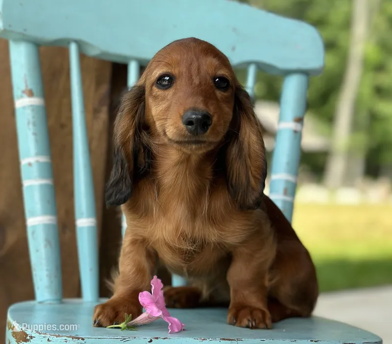 Praline – Miniature Dachshund puppy for sale in Crystal, MI
