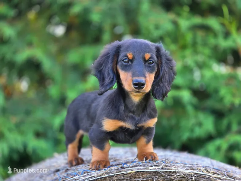 Gandolf – Miniature Dachshund puppy for sale in Crystal, MI