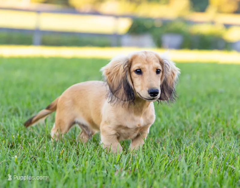 Rem – Dachshund puppy for sale in Crystal, MI