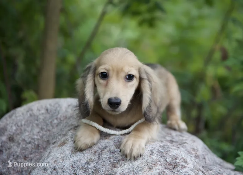 Isaac – Miniature Dachshund puppy for sale in Crystal, MI