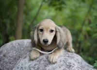 Isaac, a male Miniature Dachshund for sale in Crystal, MI – 1 of 1