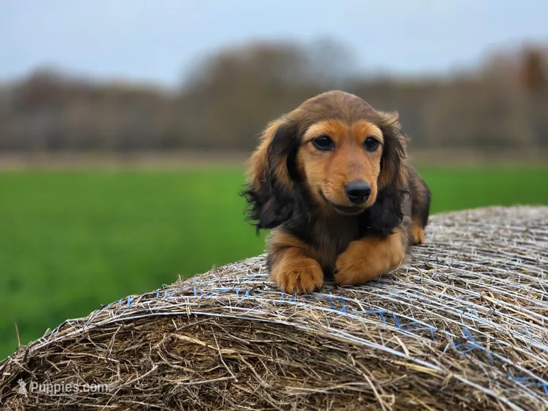 Ruthy – Dachshund puppy for sale in Crystal, MI