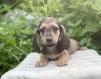 Louis, a male Dachshund for sale in Crystal, MI – 2 of 2