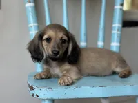 Lee Low, a female Miniature Dachshund for sale in Crystal, MI – 1 of 1