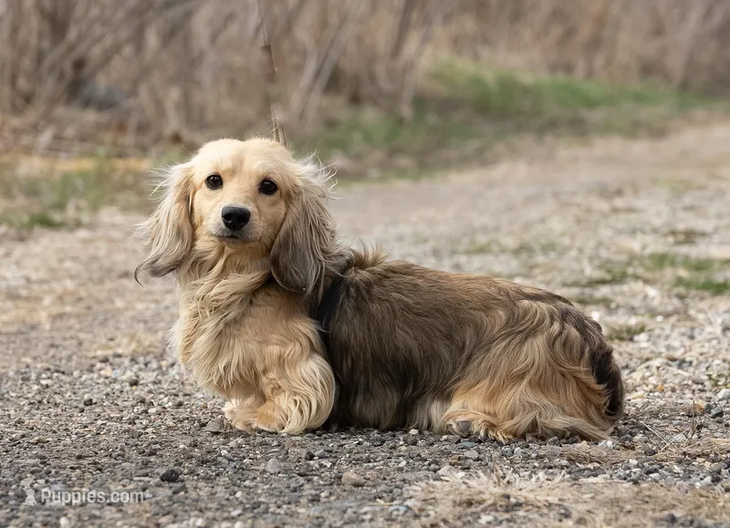 Gina – Miniature Dachshund puppy for sale in Crystal, MI