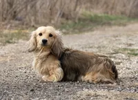 Gina, a female Miniature Dachshund for sale in Crystal, MI – Photo 1 of 3