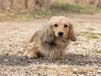 Gina, a female Miniature Dachshund for sale in Crystal, MI – Photo 3 of 3