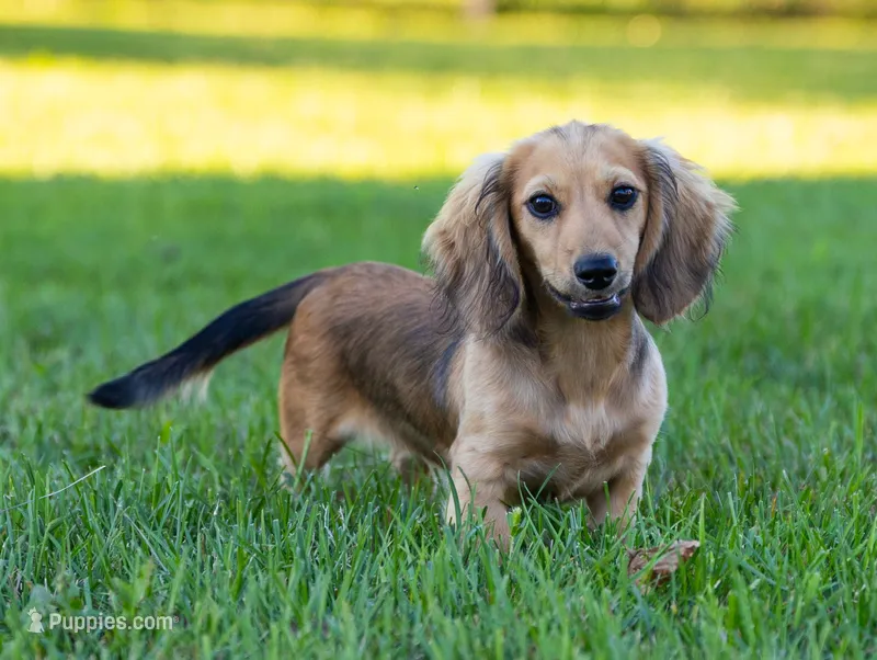 Lucy – Miniature Dachshund puppy for sale in Crystal, MI