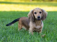 Lucy, a female Miniature Dachshund for sale in Crystal, MI – 1 of 1