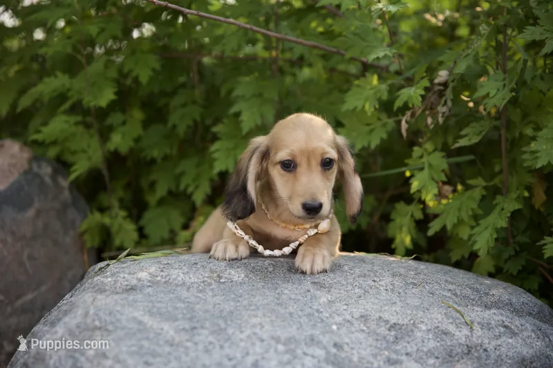 Logan – Miniature Dachshund puppy for sale in Crystal, MI