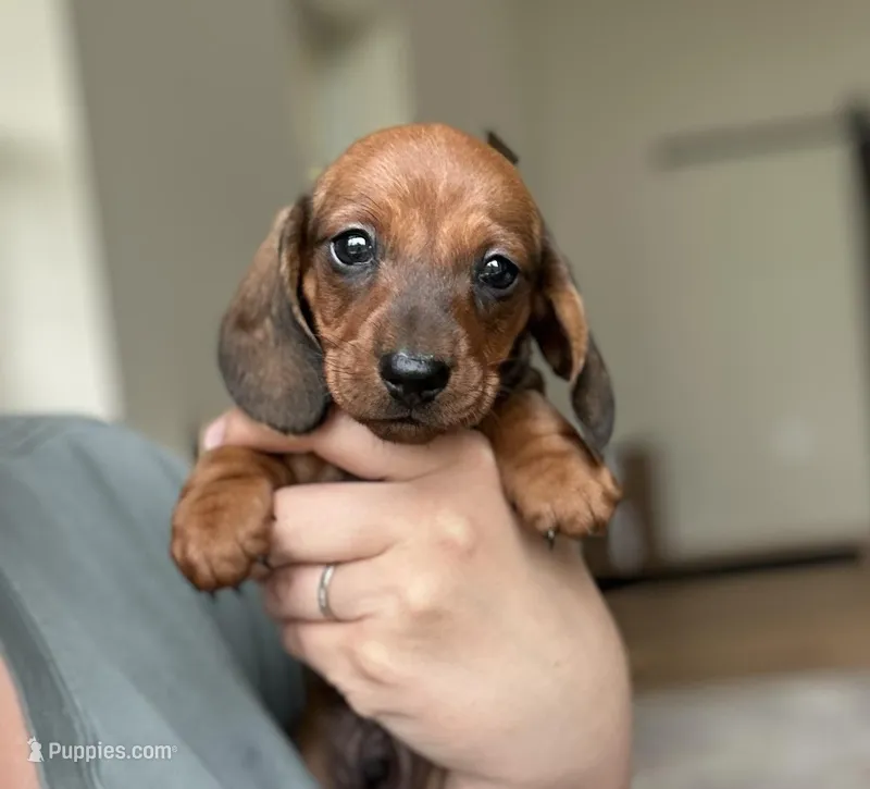 Aramis – Dachshund puppy for sale in Crystal, MI