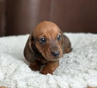 Aramis, a male Dachshund for sale in Crystal, MI – Photo 2 of 2