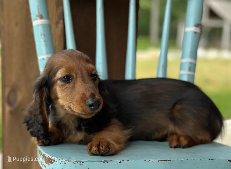 Jam – Dachshund puppy for sale in Crystal, MI