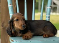 Jam, a male Dachshund for sale in Crystal, MI – 1 of 1