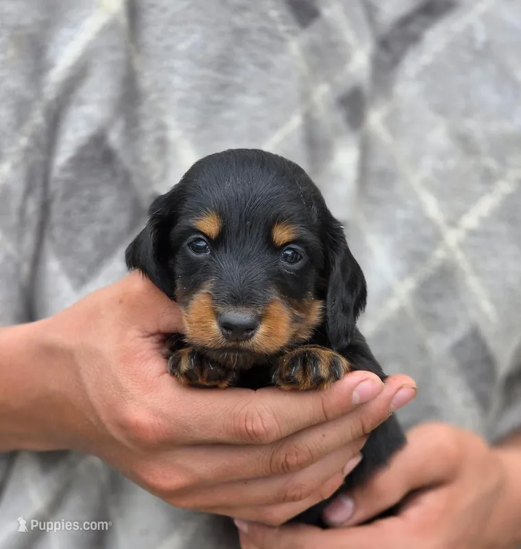 Suri's boy – Dachshund puppy for sale in Crystal, MI