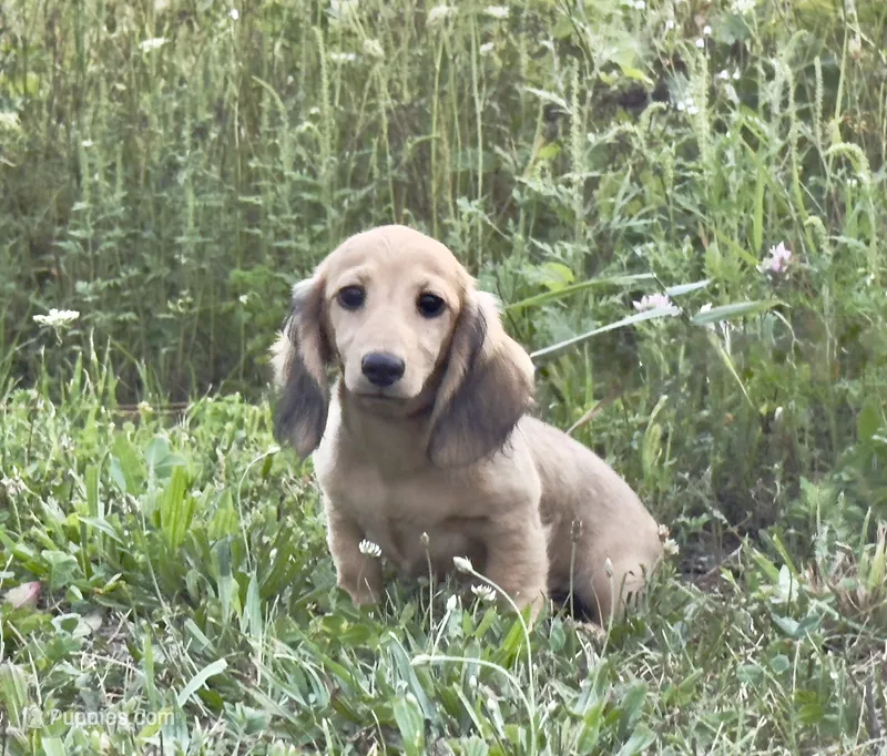 Lucille – Dachshund puppy for sale in Crystal, MI