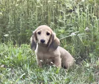 Lucille, a female Dachshund for sale in Crystal, MI – 1 of 1